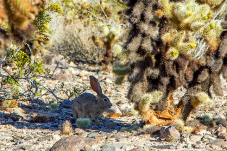 Black-tailed jackrabbit (Lepus californicus) resting; Cholla Cactus Garden photo