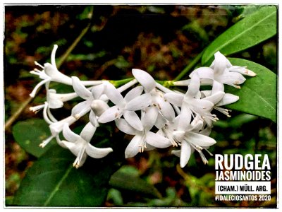 Rudgea jasminoides