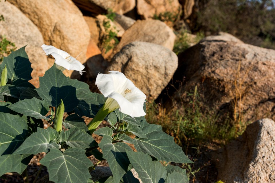 Sacred Datura (Datura wrightii)