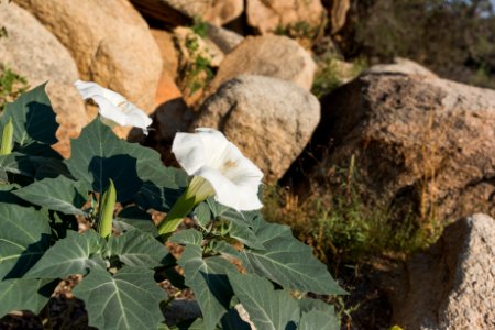 Sacred Datura (Datura wrightii)