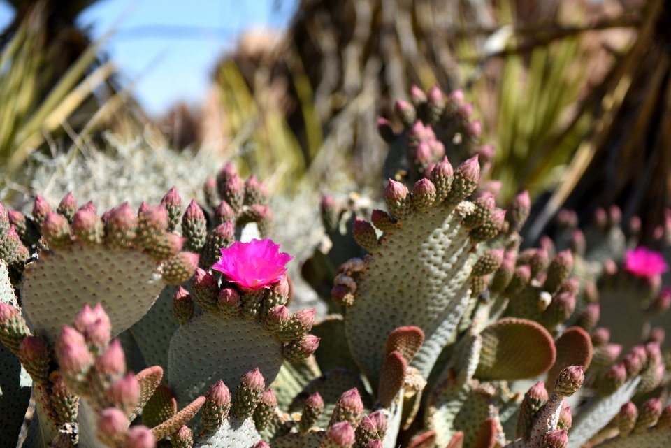 Beavertail Cactus