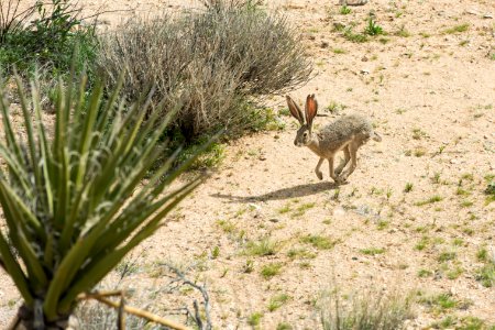 Black-tailed jackrabbit (Lepus californicus) photo