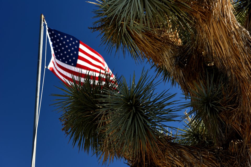 American Flag and Joshua Tree