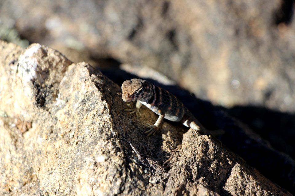 Great Basin Collared Lizard (Crotaphytus bicinctores)