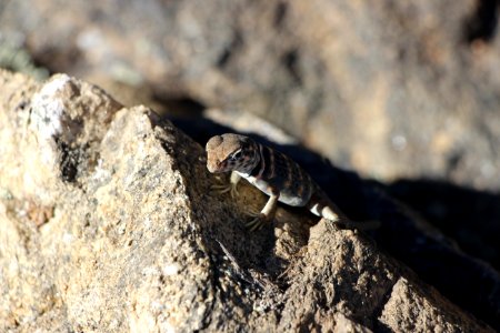 Great Basin Collared Lizard (Crotaphytus bicinctores) photo