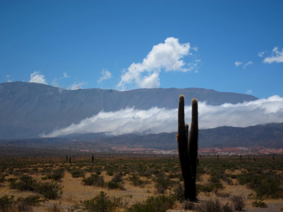Cactus and Clouds