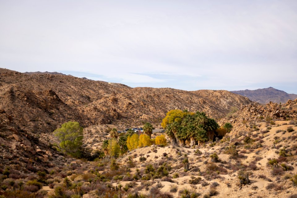 Cottonwood Springs parking lot with Frémont's cottonwood trees (Populus fremontii) and California fan palms (Washingtonia filifera) visible from the Mastodon Peak Trail
