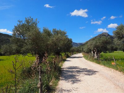 Olive tree olive plantation plantation