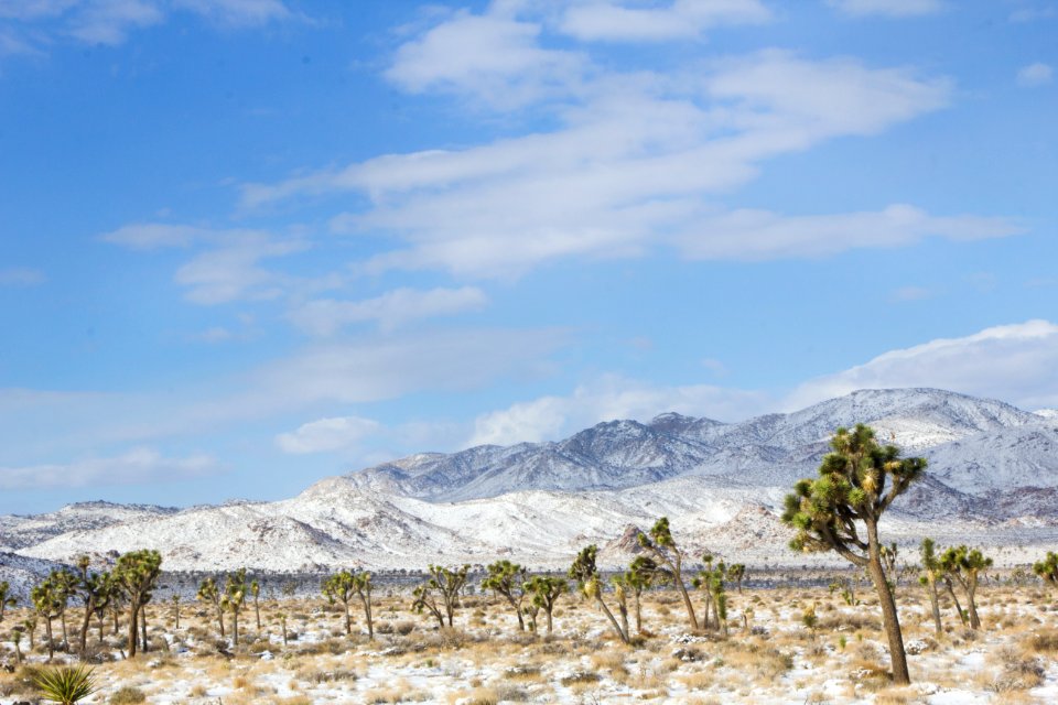 Snowfall on 12/31/14 - Juniper Flats Area