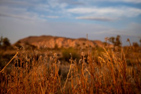 Phacelia at sunset photo