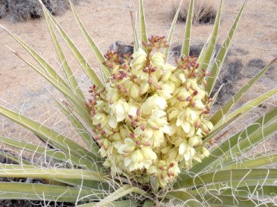 Mojave yucca (Yucca schidigera) photo