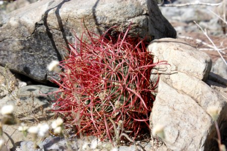 California barrel cactus (Ferocactus cylindraceus) photo