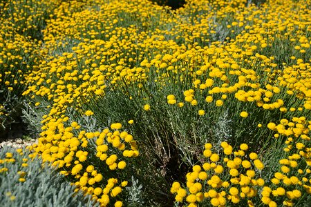 Summer flowers nature yellow
