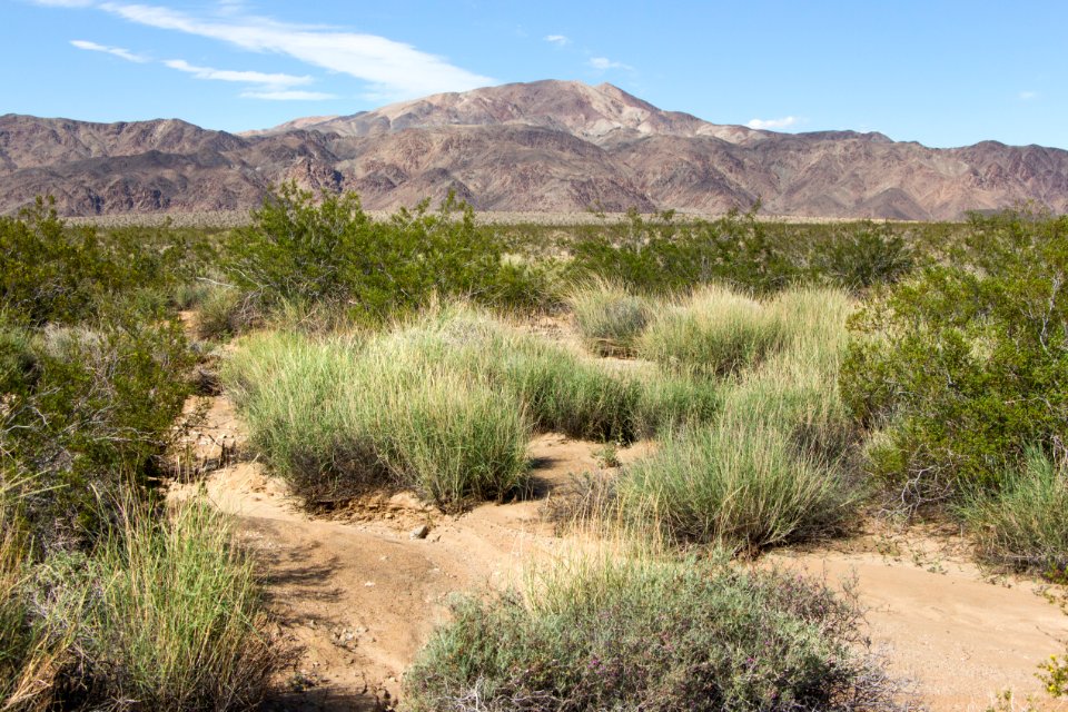 Grass near Turkey Flats
