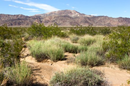 Grass near Turkey Flats