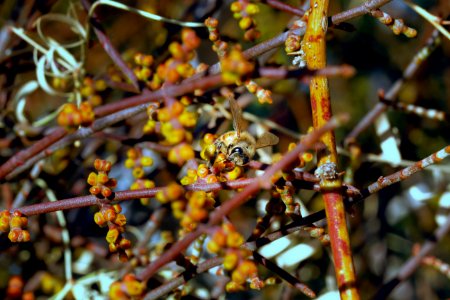 Honeybee (Apis) on desert mistletoe (Phoradendron californicum)