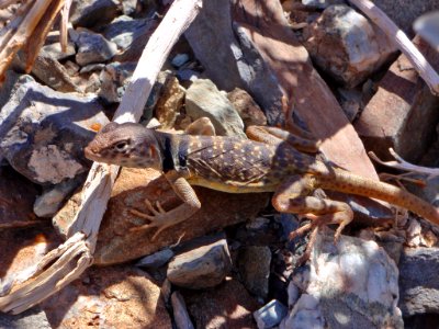 Collared lizard (Crotaphytus collaris) photo