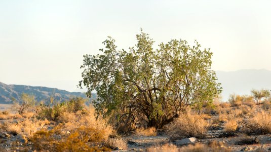 Desert Ironwood near Bajada Nature Trail photo