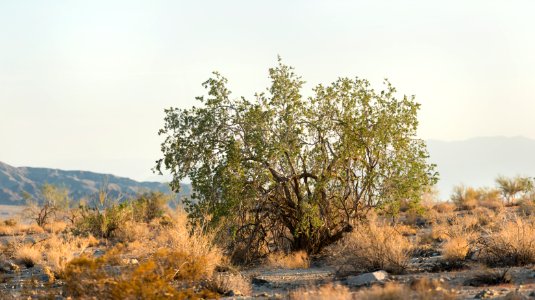 Desert Ironwood near Bajada Nature Trail