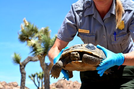 Tortoise Monitoring and Research