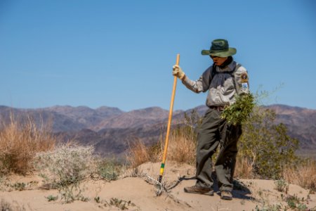 Volunteer Sahara Mustard plant pulling (4.4.15)