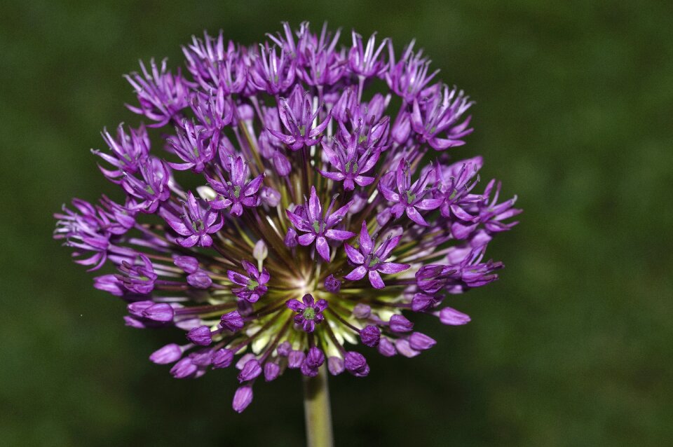 Plant garden nature