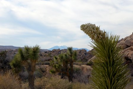 View from Barker Dam Loop