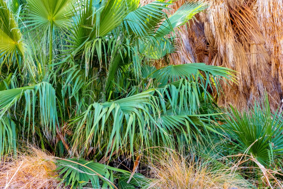 Foliage at the Oasis of Mara photo