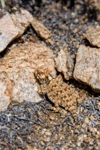 Blainville's horned lizard (Phrynosoma blainvillii) photo