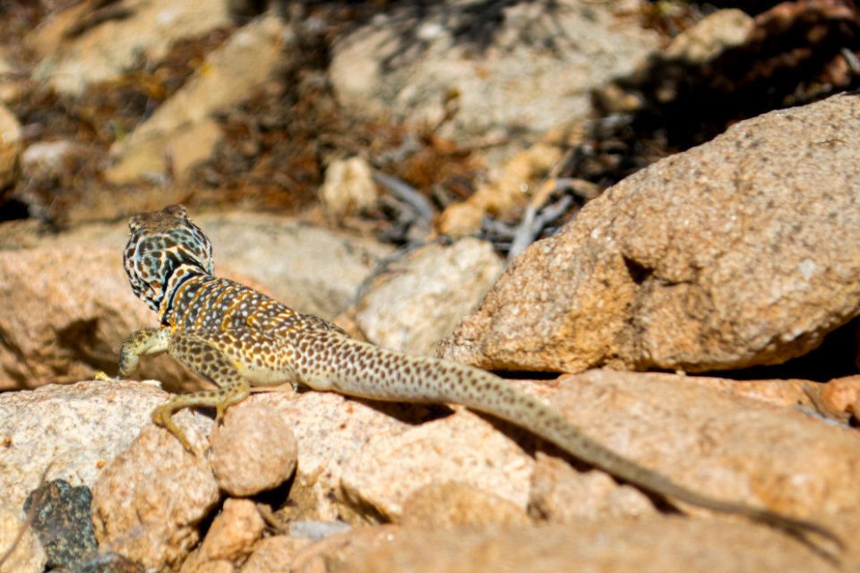 Great Basin Collared Lizard; Crotaphytus bicinctores