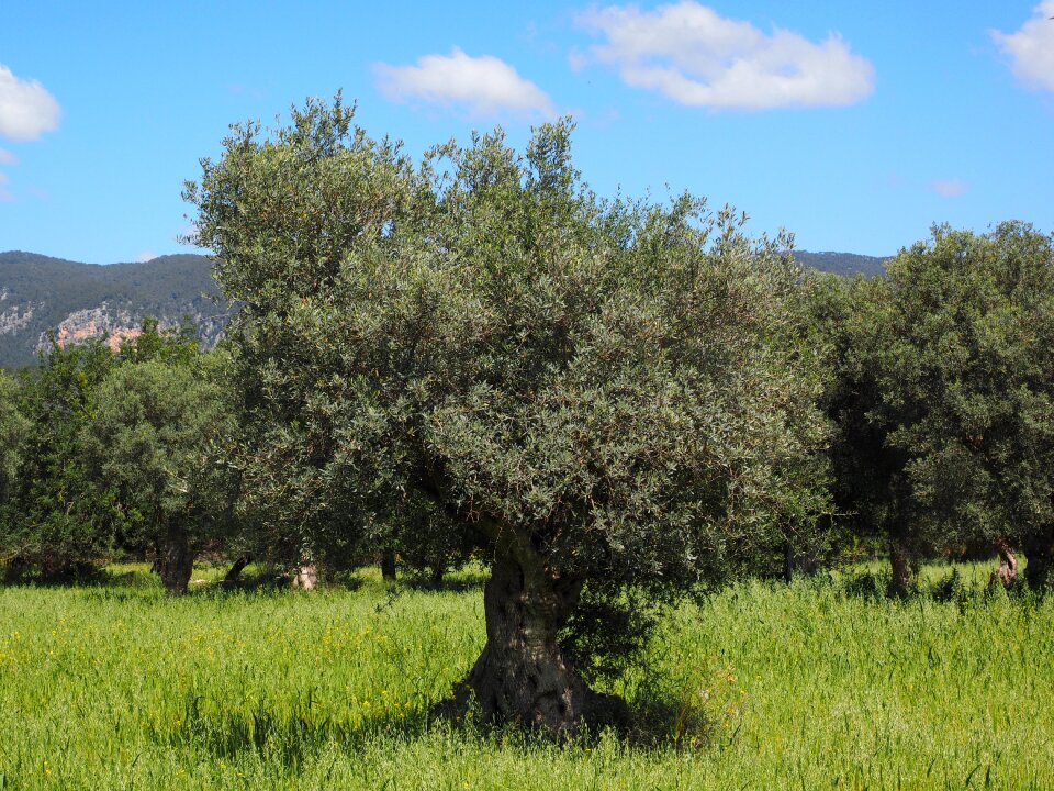 Plantation tree olive garden