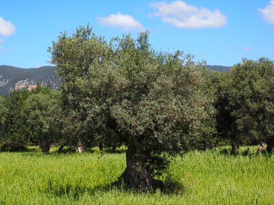 Plantation tree olive garden