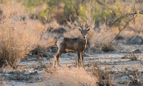 Young bighorn sheep near Bajada Nature Trail