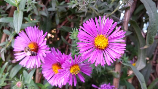 Autumn garden nature