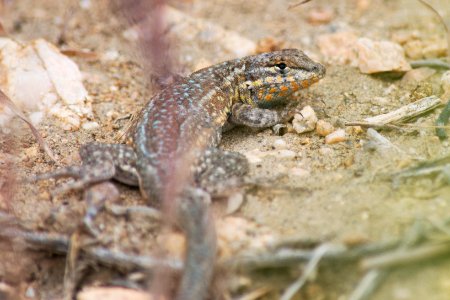 Common side-blotched lizard (Uta stansburiana) photo