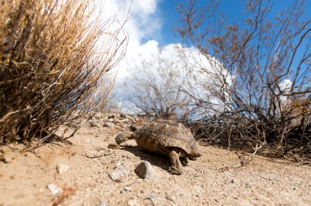 Desert tortoise walking in the Pinto Basin photo