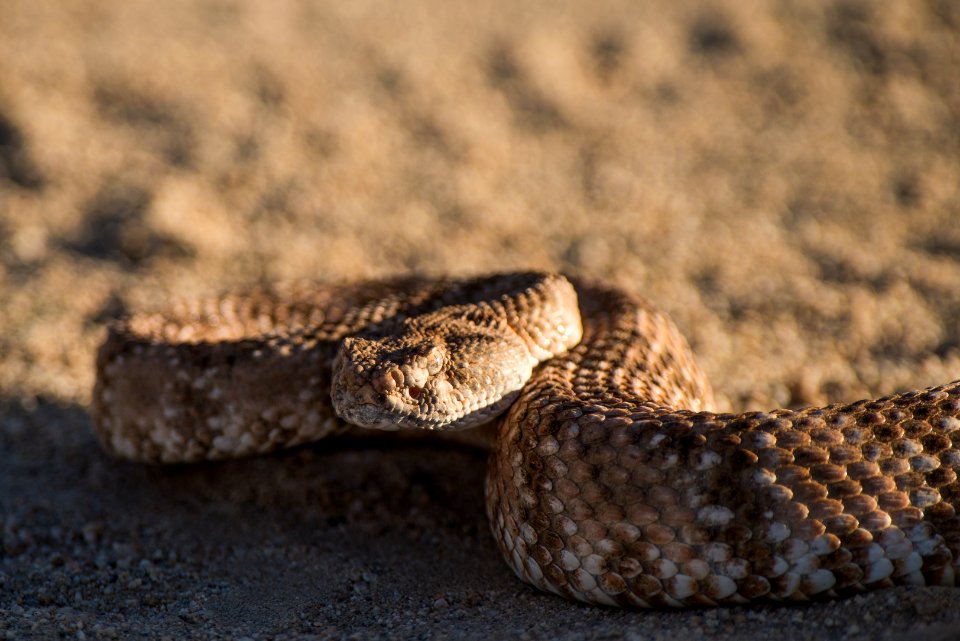 Speckled Rattlesnake (Crotalus mitchellii)