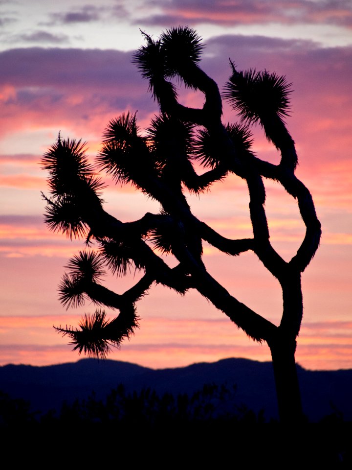 Joshua Trees at Sunset