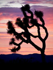 Joshua Trees at Sunset photo
