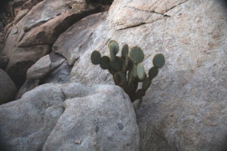 Opuntia chlorotica, Hidden Valley Nature Trail photo