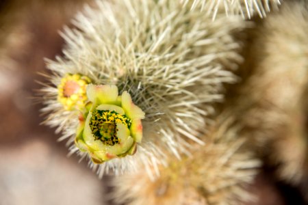 Cholla Cactus Bloom photo
