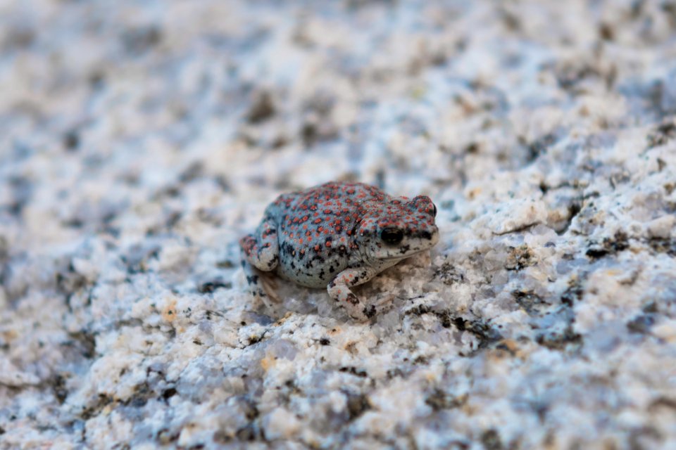 Red spotted toad (anaxyrus punctatus) photo