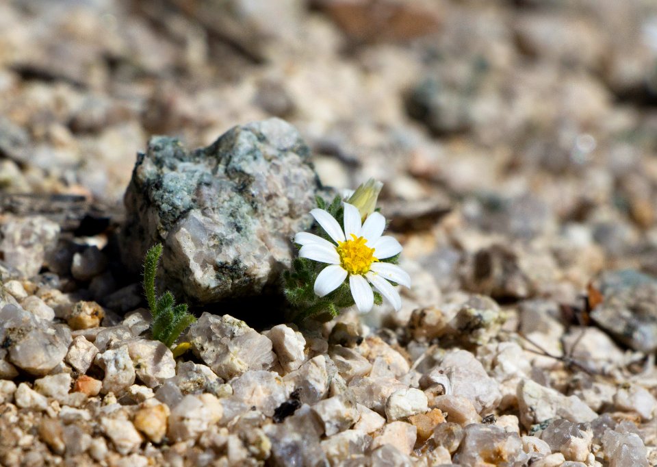 Daisy desertstar (Monoptilon bellidiforme)
