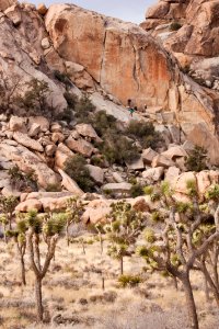 Joshua trees along Park Boulevard photo