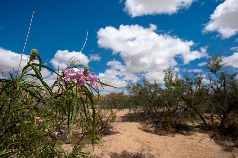 Desert Willow along Indian Cove Nature Trail