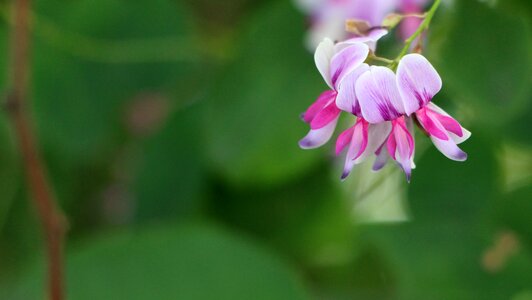 Nature garden leaves photo