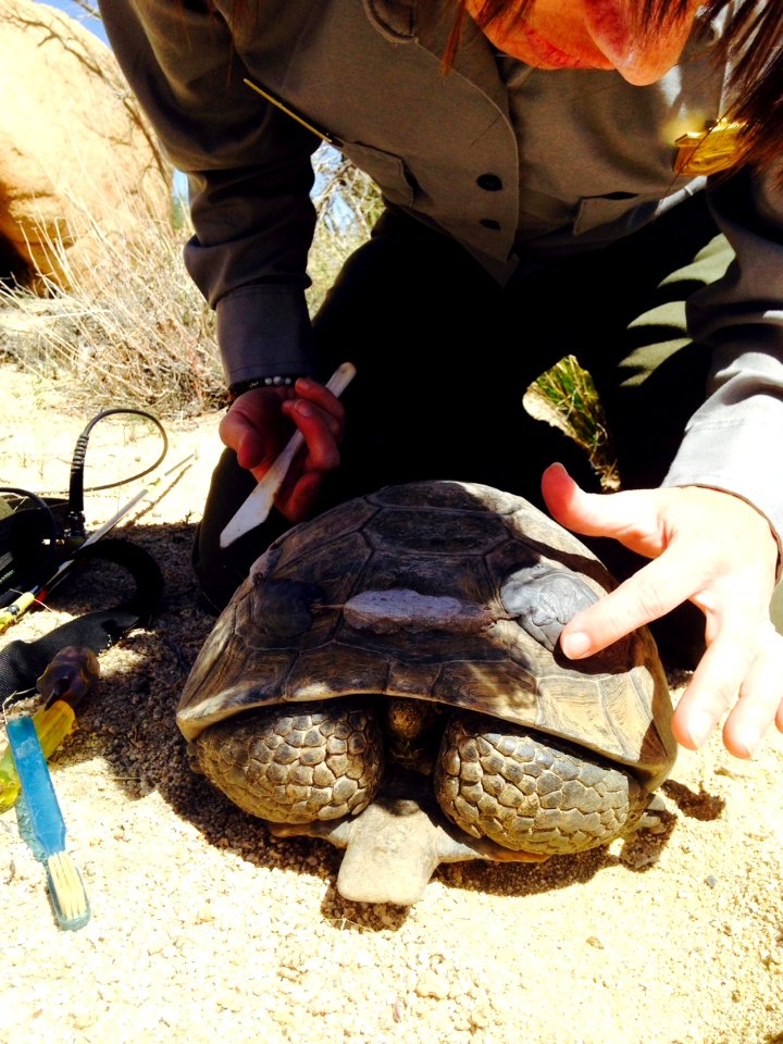 Retransmittering desert tortoises