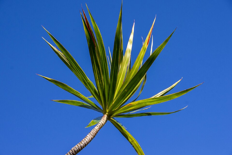 Leaves garden blue sky