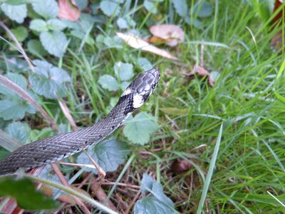 Natter natrix natrix colubridae