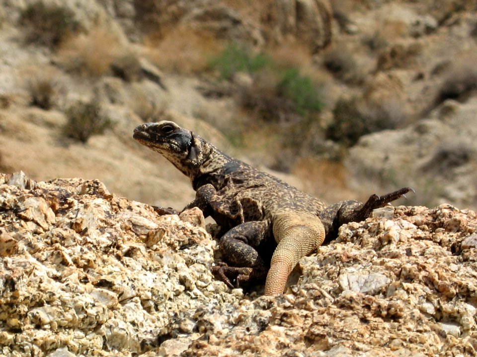Chuckwalla (Sauromalus ater) along the Fortynine Palms Oasis Trail